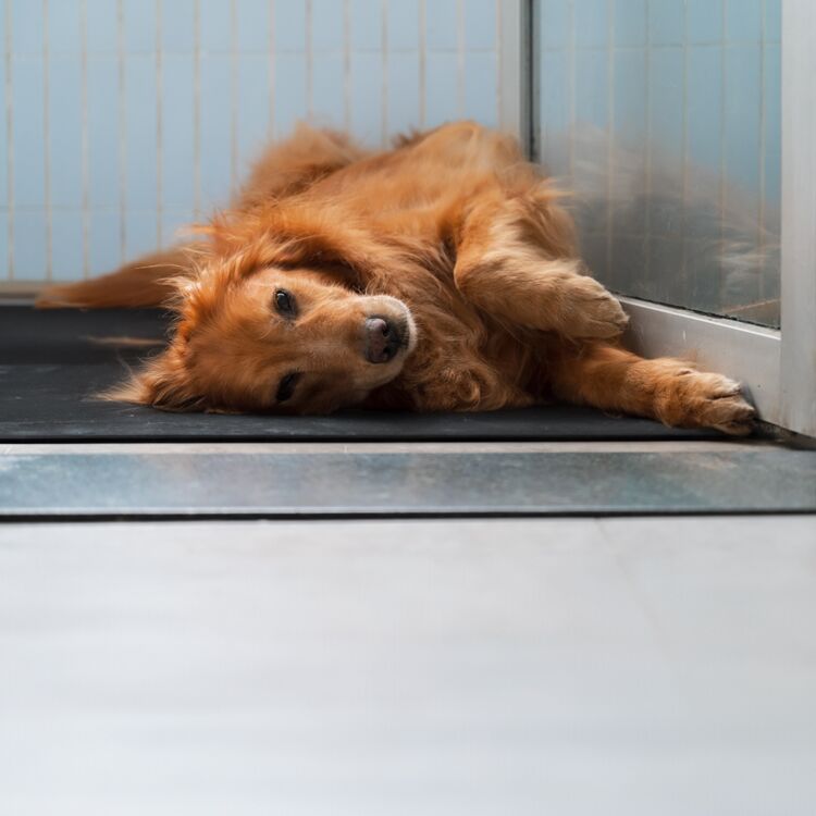 Custom-Cut-Mat-in-Dog-Kennel Custom Cut Mat in Dog Kennel